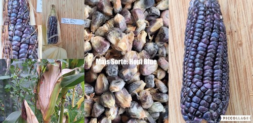 Mais sorte hopi blue - sorte:,