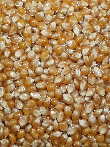 Popcornmais butterfly für - popcornmais,