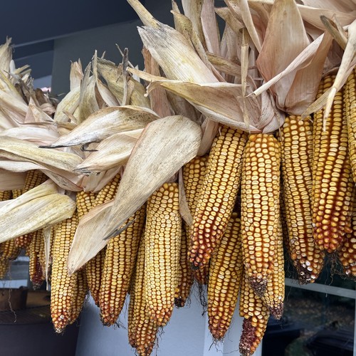 Maiskolben kg für - ,