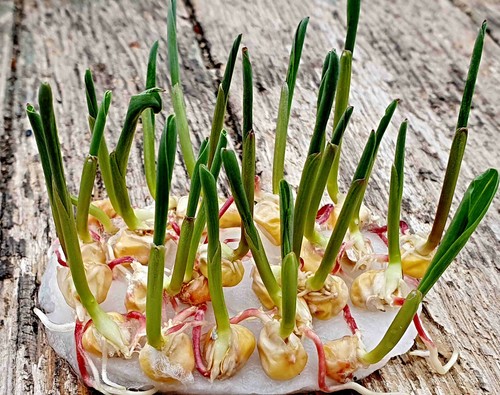 Zucker mais samen zea mays - zea,