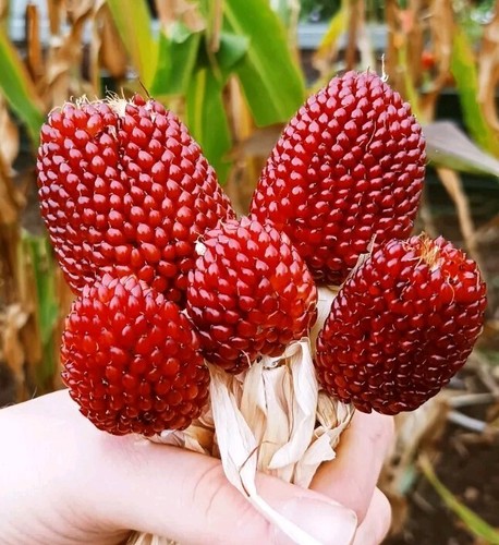 Erdbeermais 30 samen - 🌽,