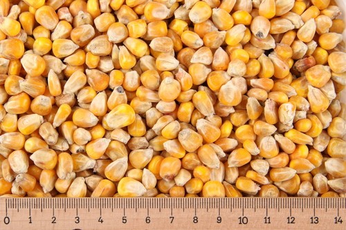25 kg mais - €/kg),