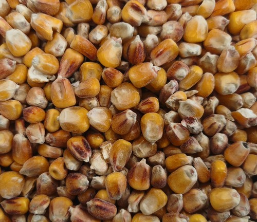 Futtermais 25kg mais ganz - mais,