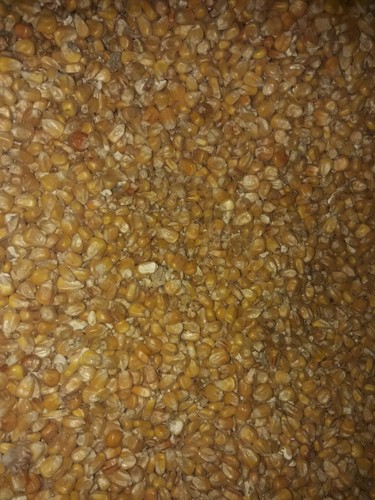 2kg maiskörner getrocknet - 2kg,