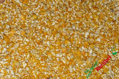 Mais gerissen bruchmais - gerissen,